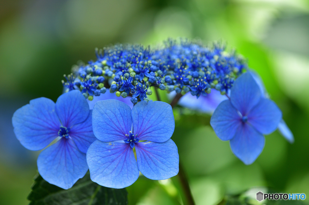 明るい紫陽花