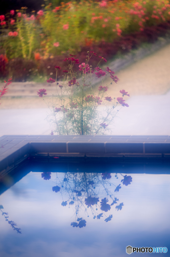 あやせローズガーデン3