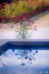 あやせローズガーデン3