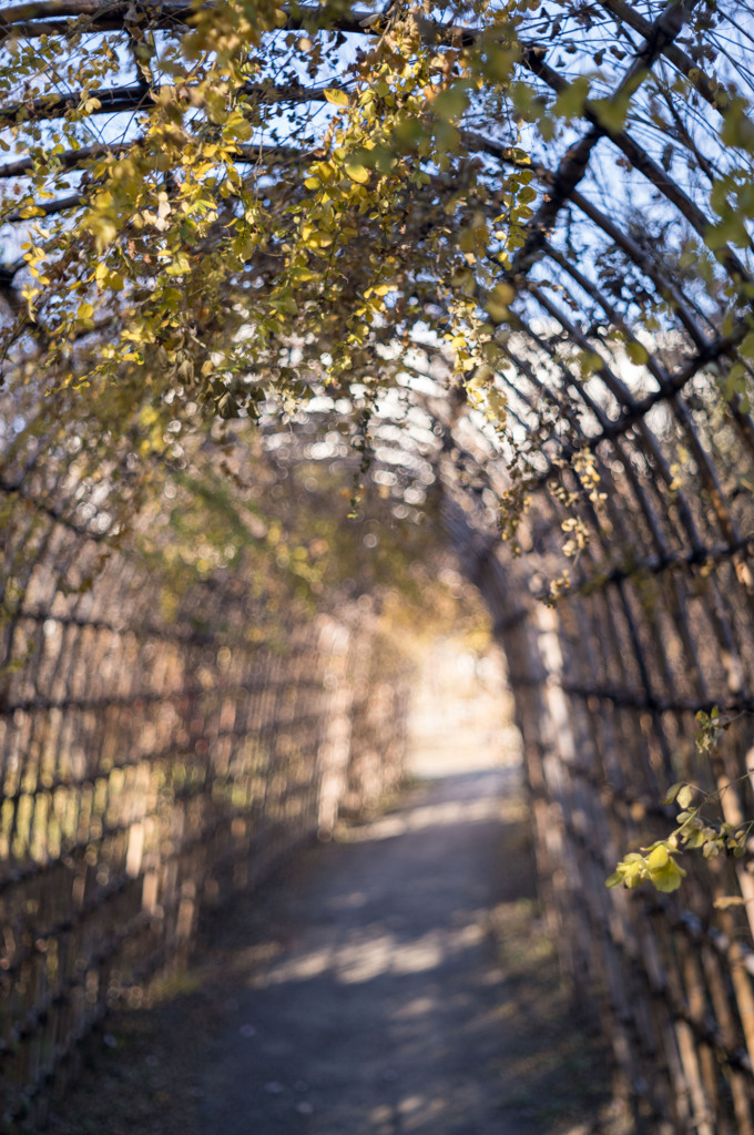 9月下旬にはハギのトンネル