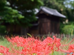 曼珠沙華