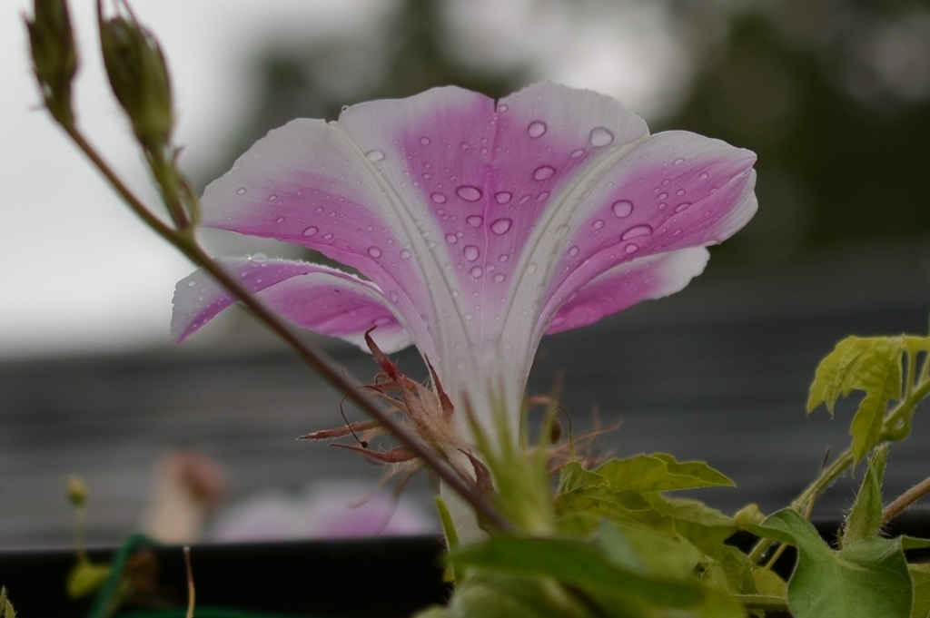 にわか雨