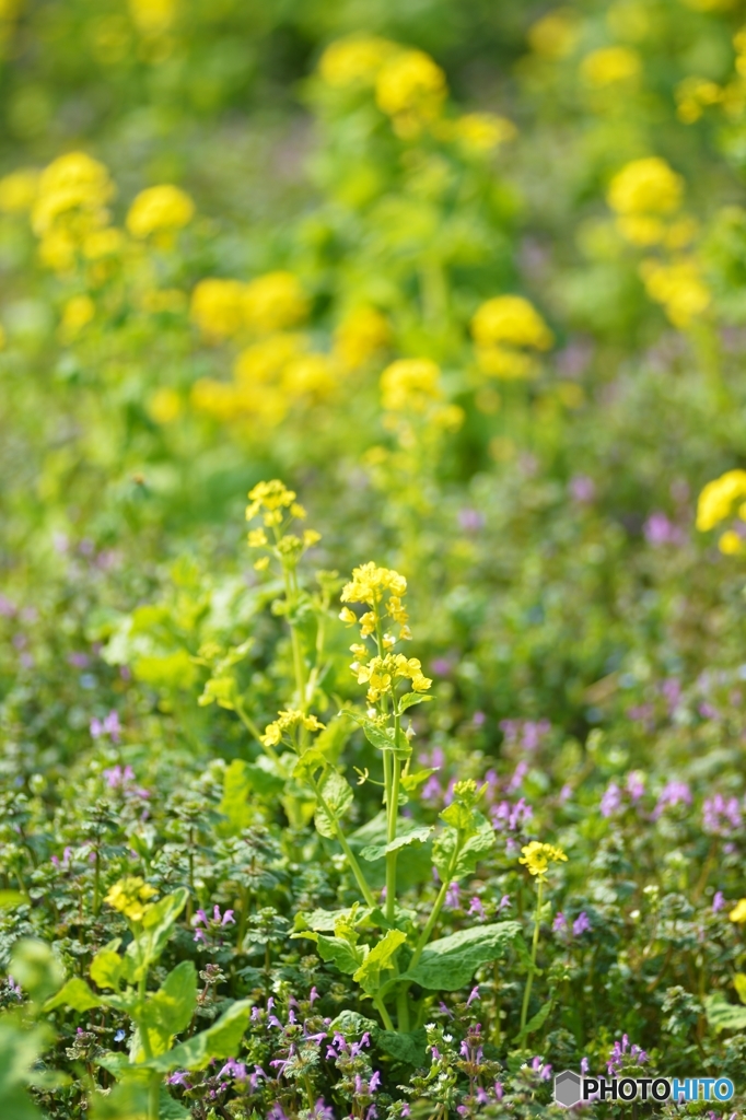 小さな春もチラホラ