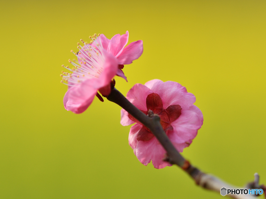 菜の花を背景に