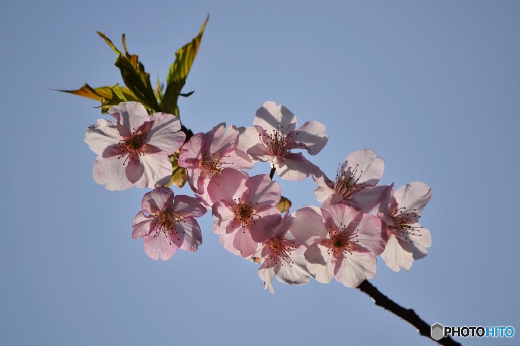透かして見る河津桜