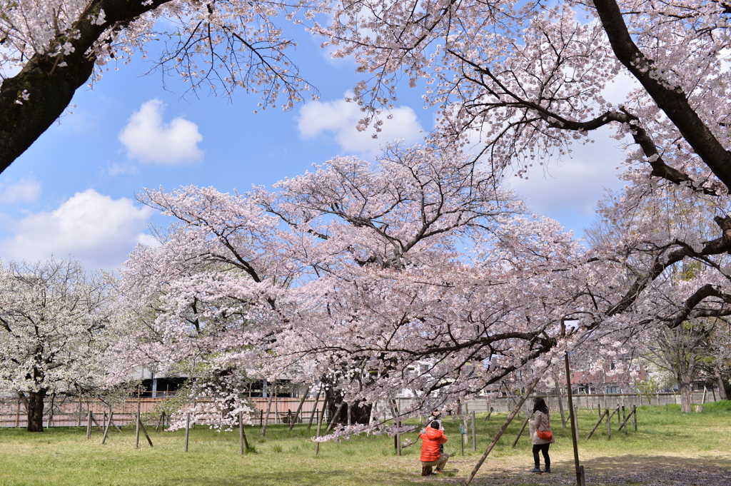 花見の穴場