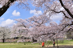 花見の穴場