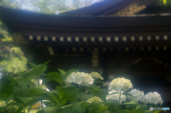 あじさい寺