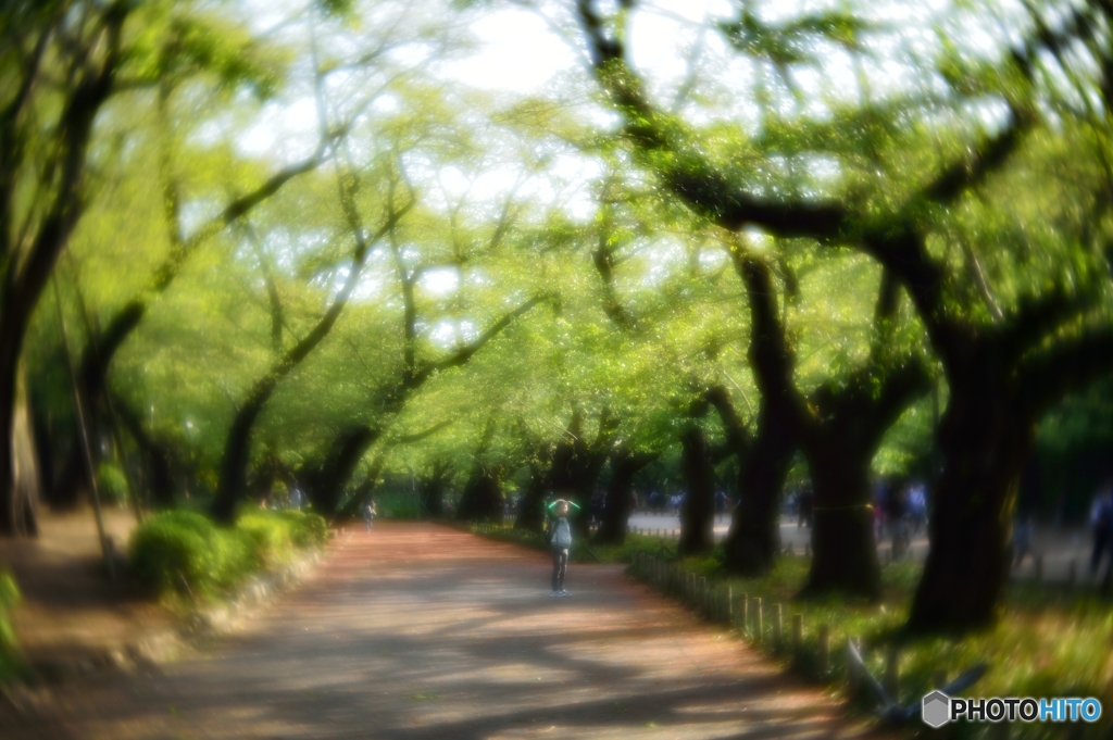 桜並木