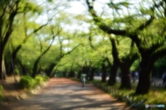 桜並木