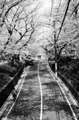 桜坂通り2