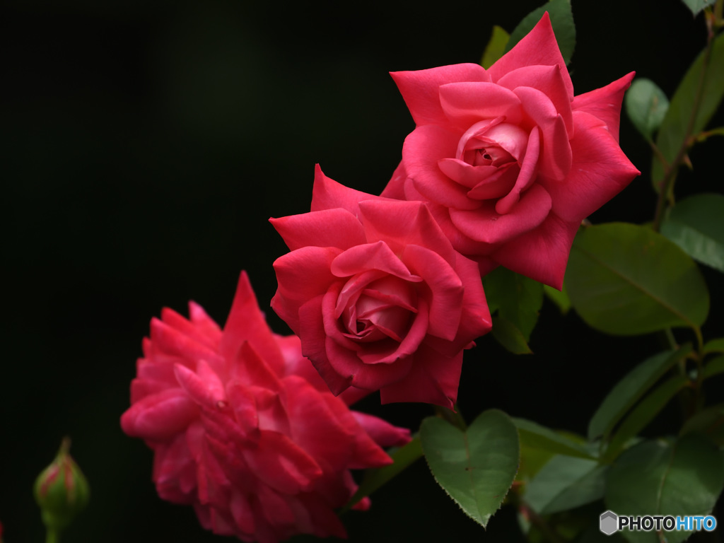 赤薔薇