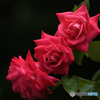 赤薔薇