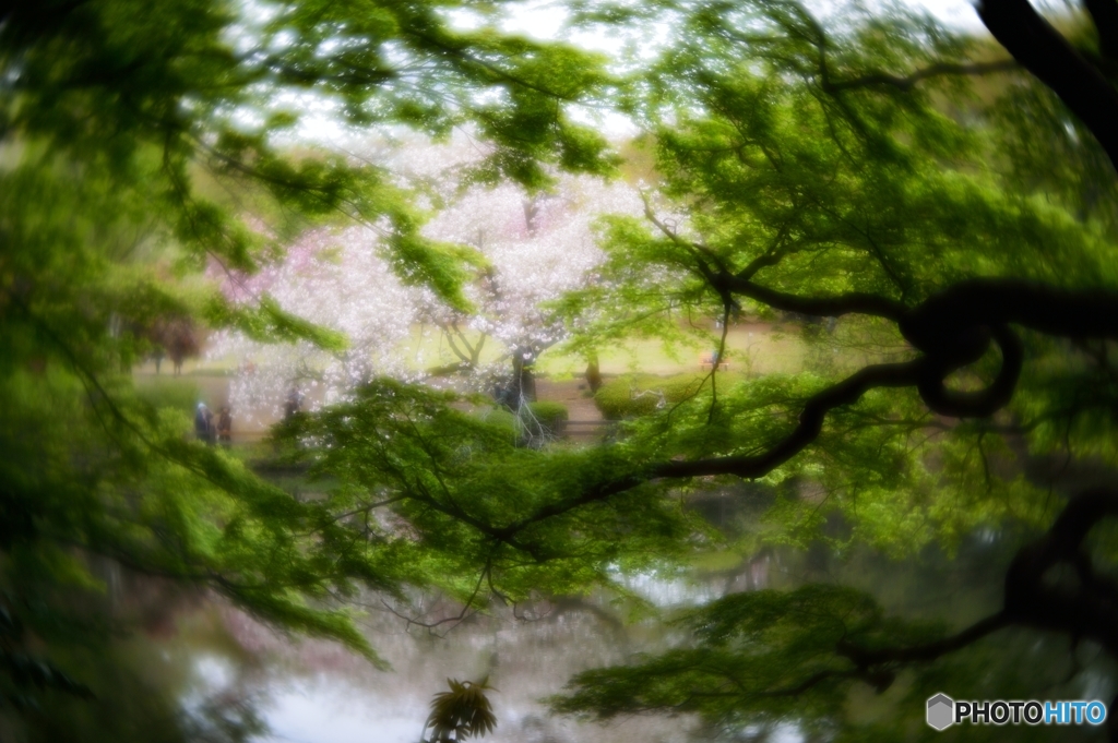 木立の間から