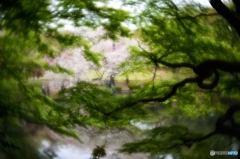 木立の間から