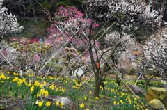 赤白黄いろ～♪どの花見ても・・・