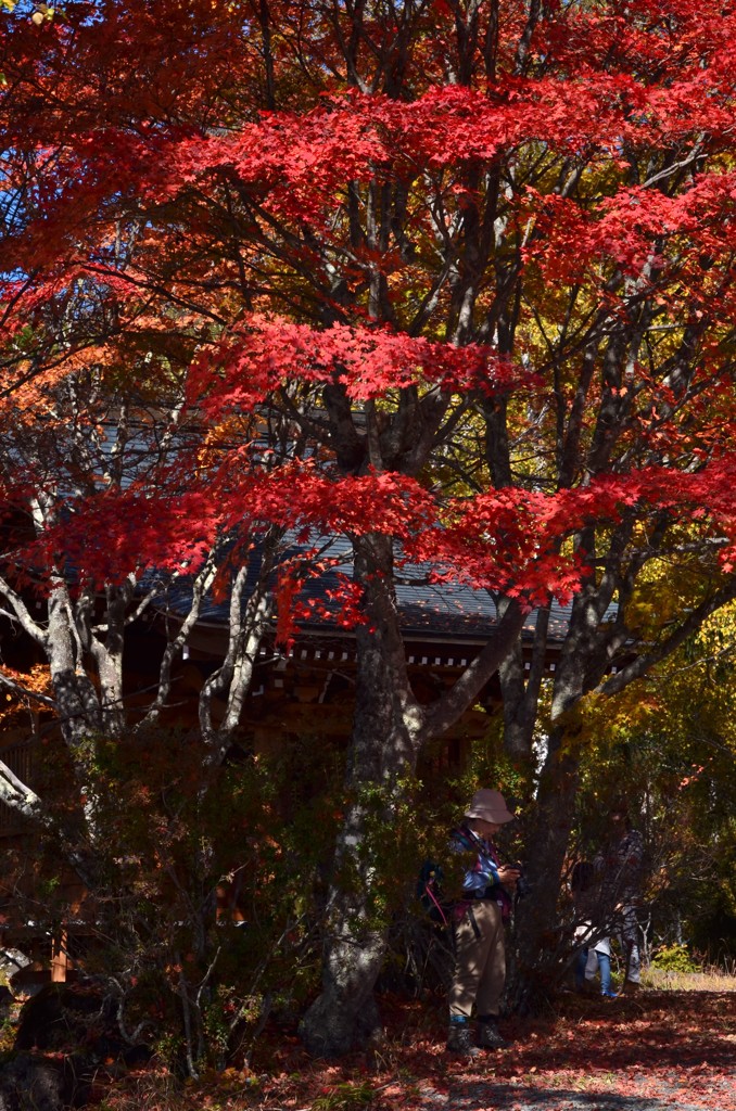 カメラチェックは紅葉の下で
