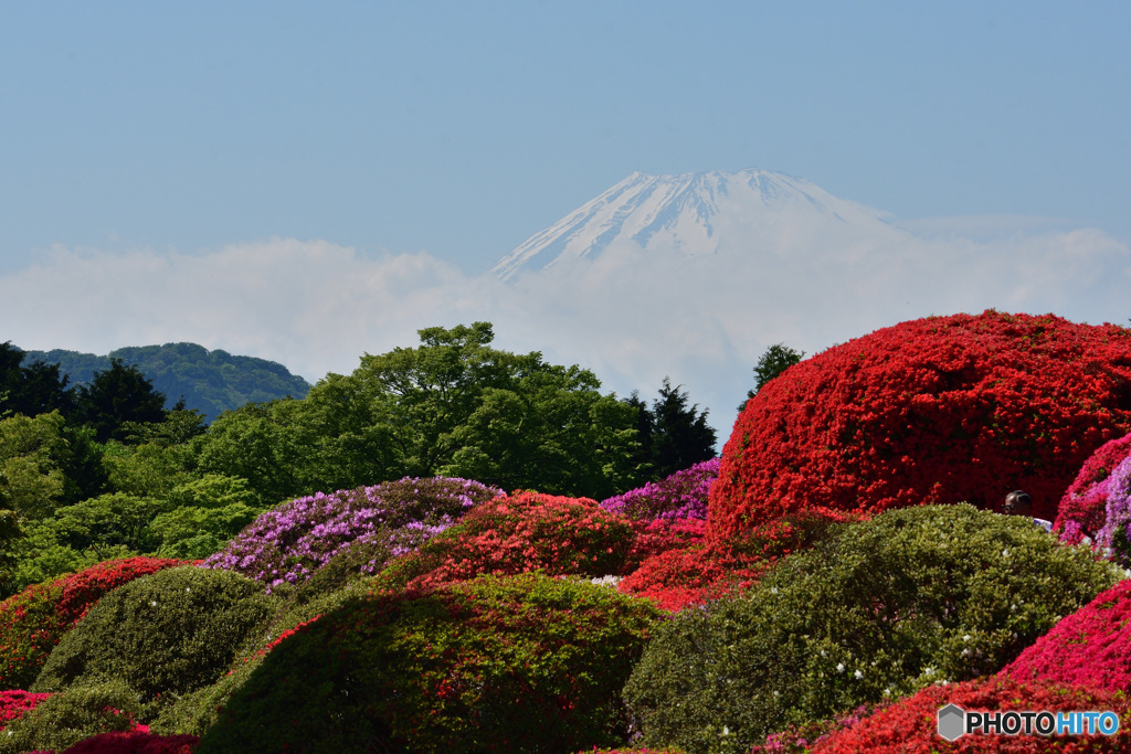 富士山を望む