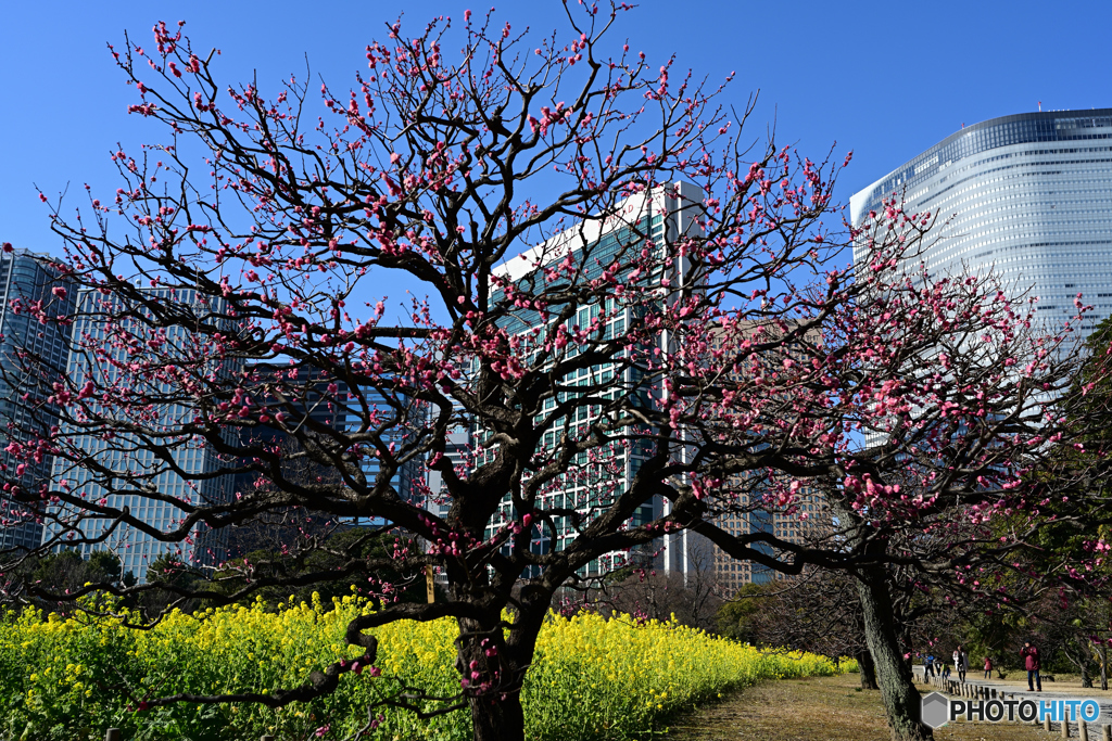 三分咲きかなぁ・・・