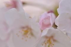 さくら花2