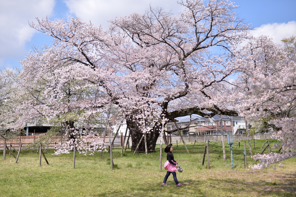 百年桜