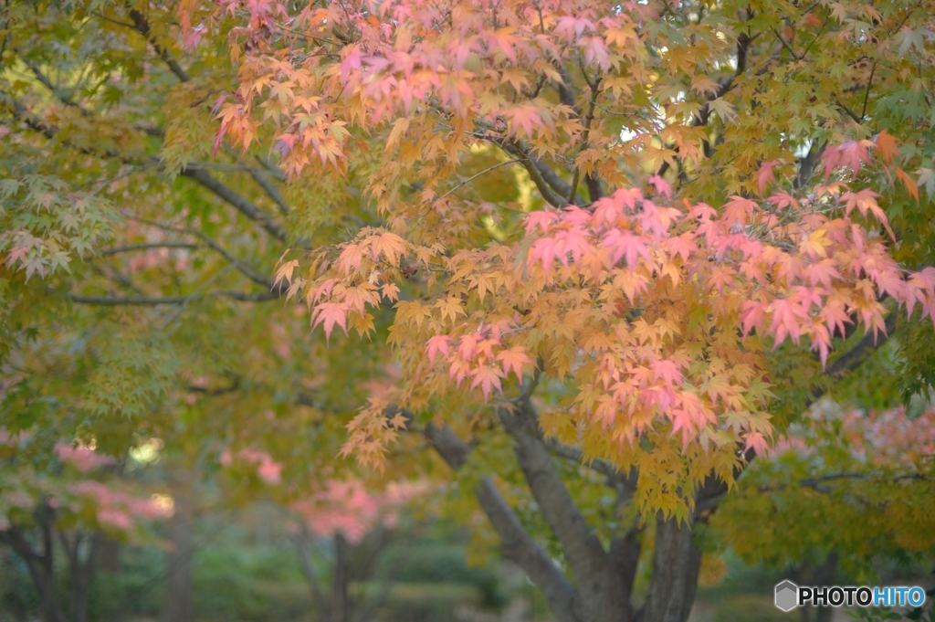 紅葉