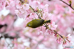 庭園の野鳥