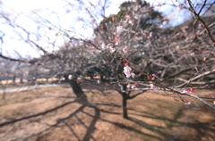 十月桜