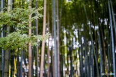 竹林2