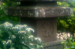紫陽花