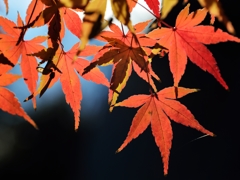上野の森の紅葉