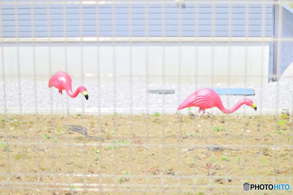 ワンコと一緒に見つけたよ
