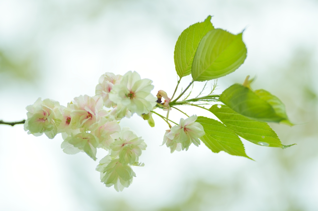 ウコンの桜