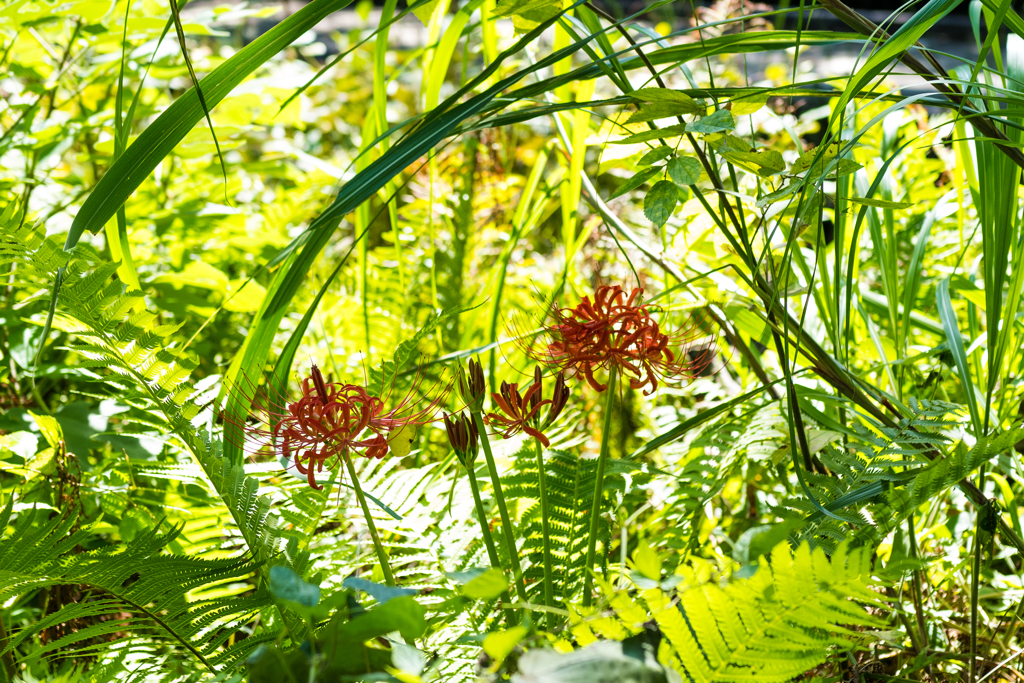 母と子の森5