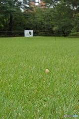 風のある風景4