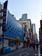 白いばら