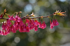 寒緋桜