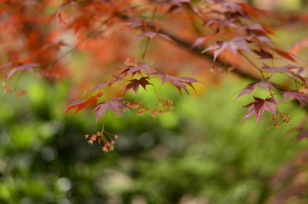 線香花火みたい