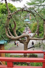 上野清水堂不忍池１