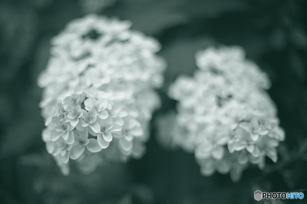 柏葉紫陽花