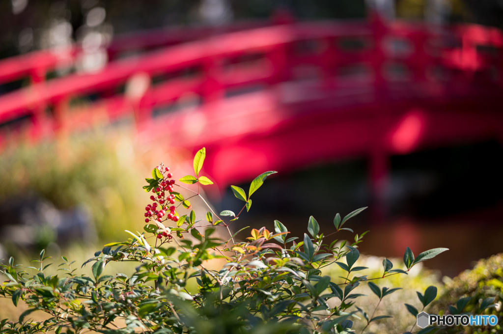 赤い橋と実
