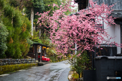 雨の嵯峨野路2