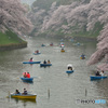 小雨降る千鳥ヶ淵４