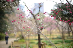 紅梅2