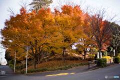 Late Autumn3