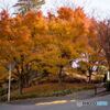 Late Autumn3