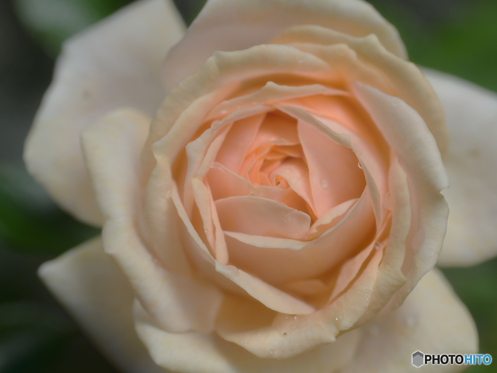 Garden of Roses