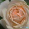 Garden of Roses