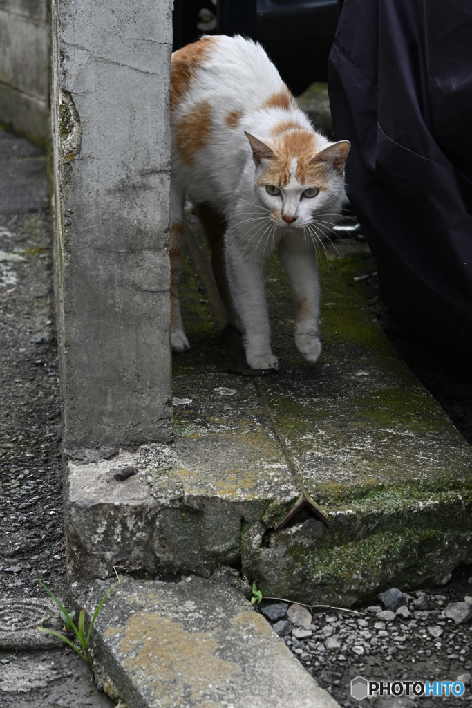 親猫