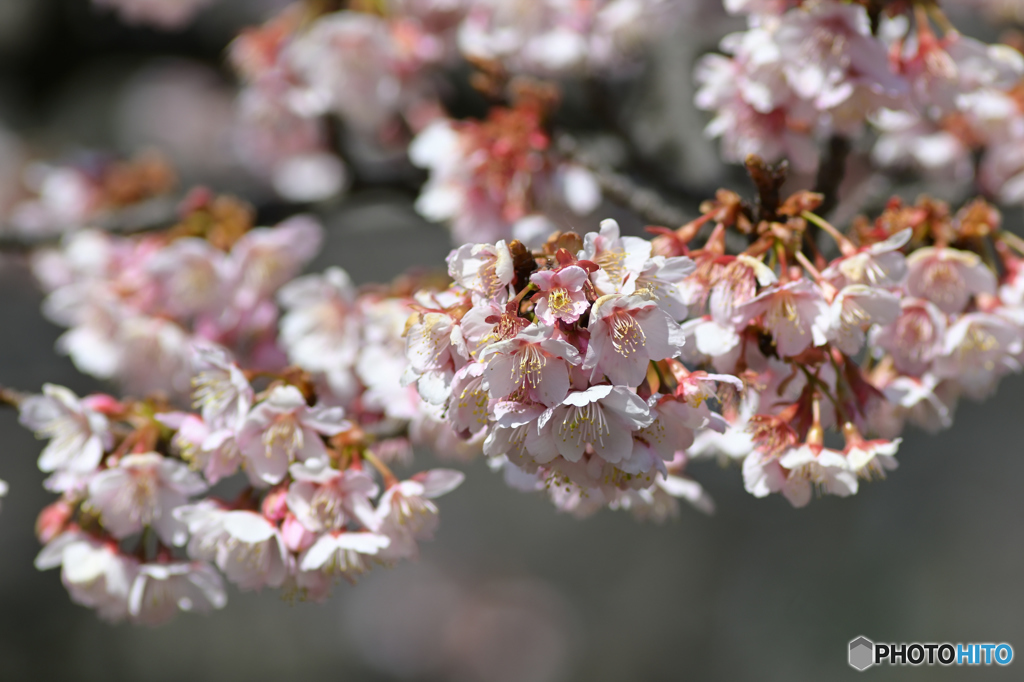 寒桜